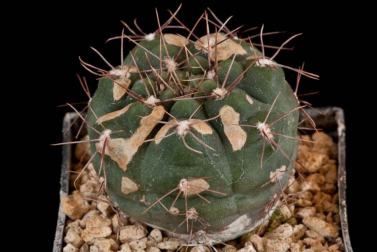 Gymnocalycium terweemeanum GN 81-203